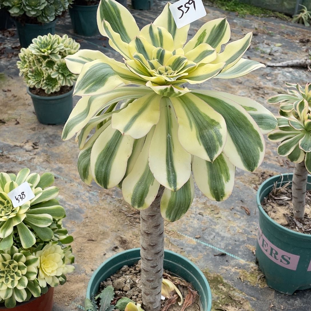 559法师植物艳姿锦