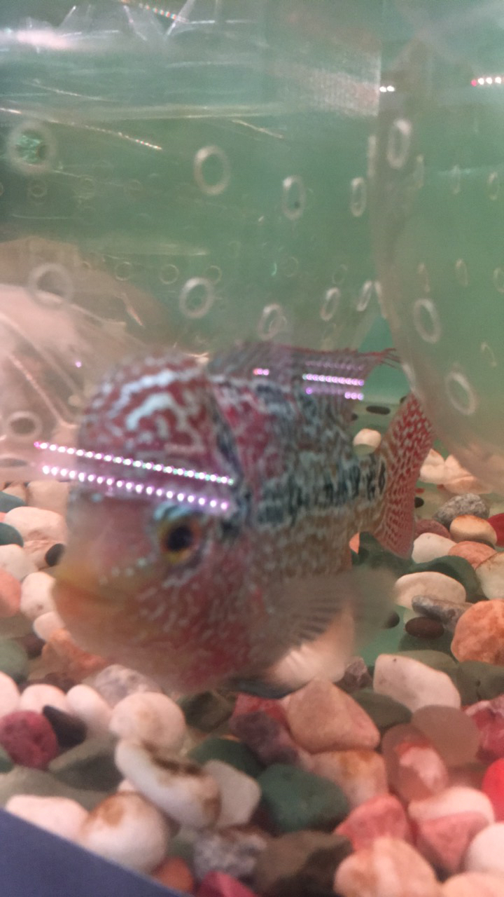 罗汉鱼，拍，鱼专用