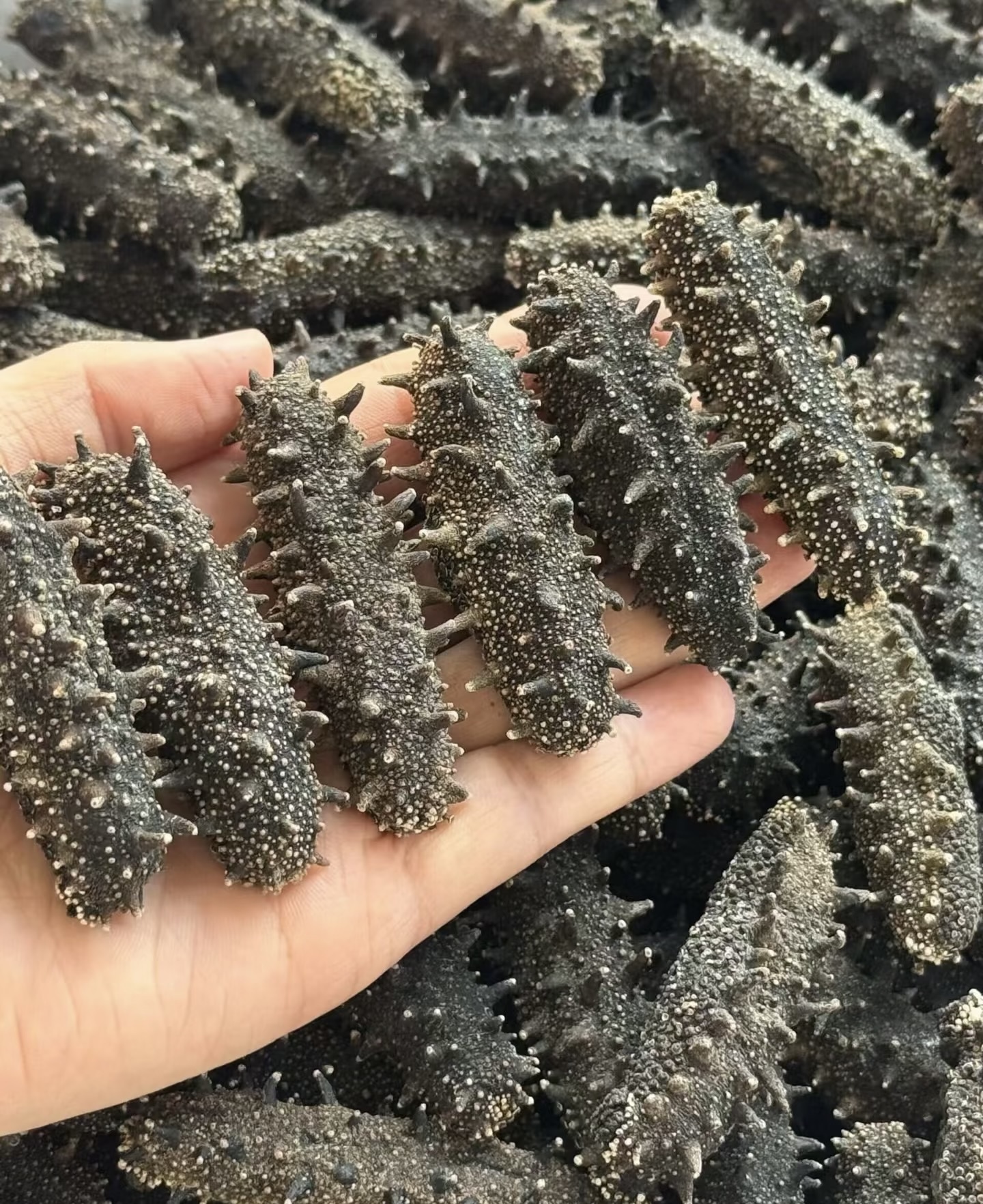 纯淡干海参 一斤装