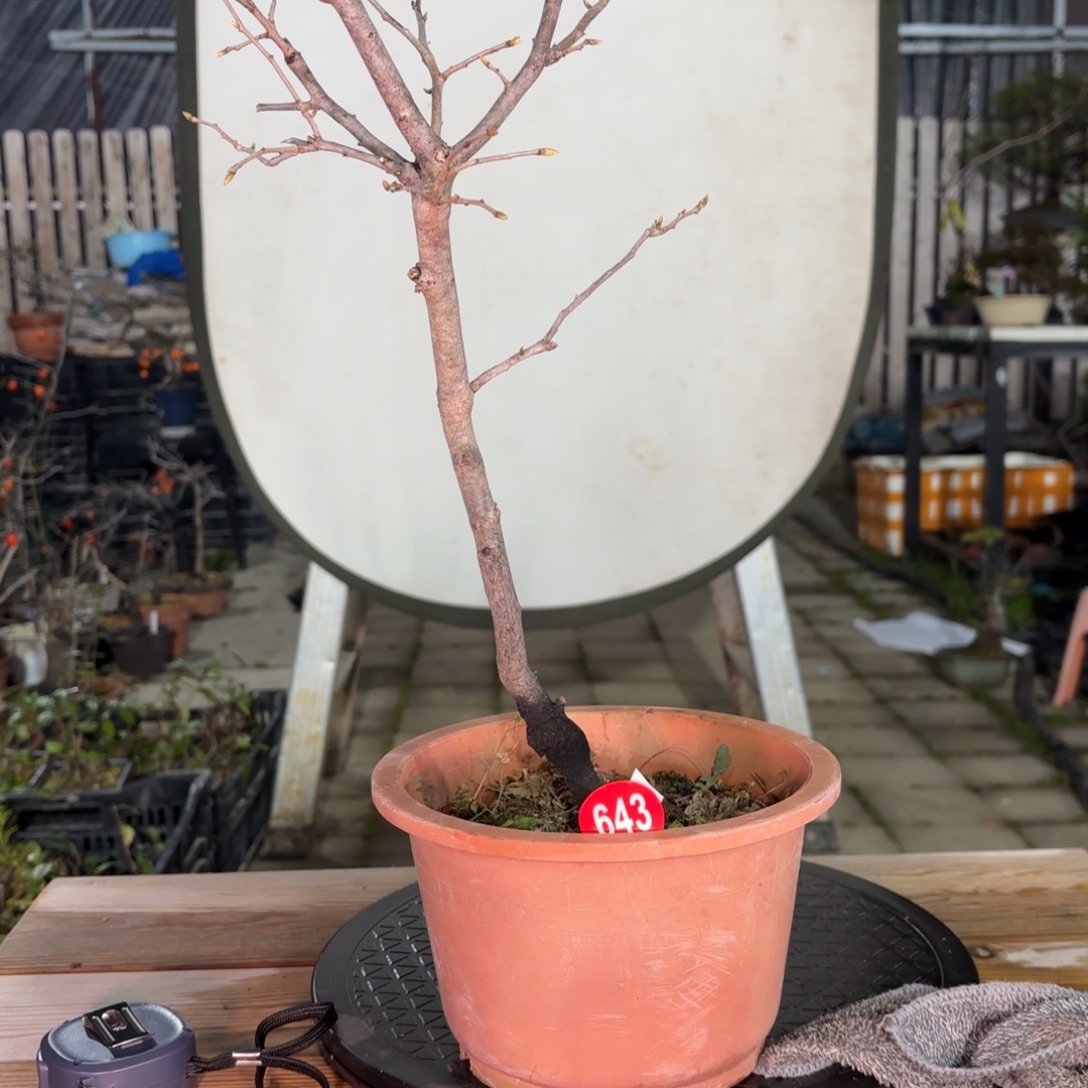 用***7全场盆景643号包邮