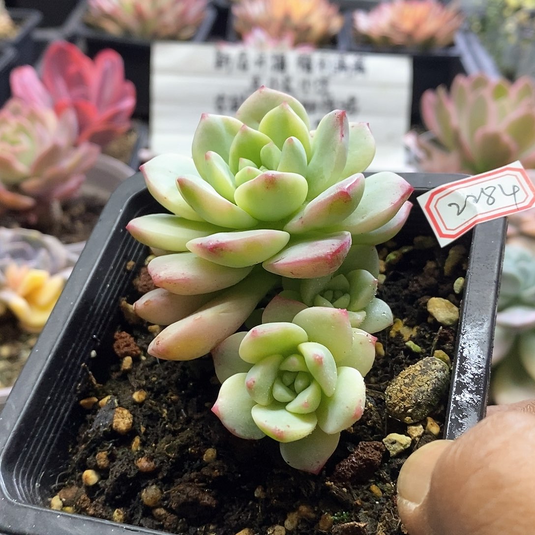 2284香草锦3头自然群多肉