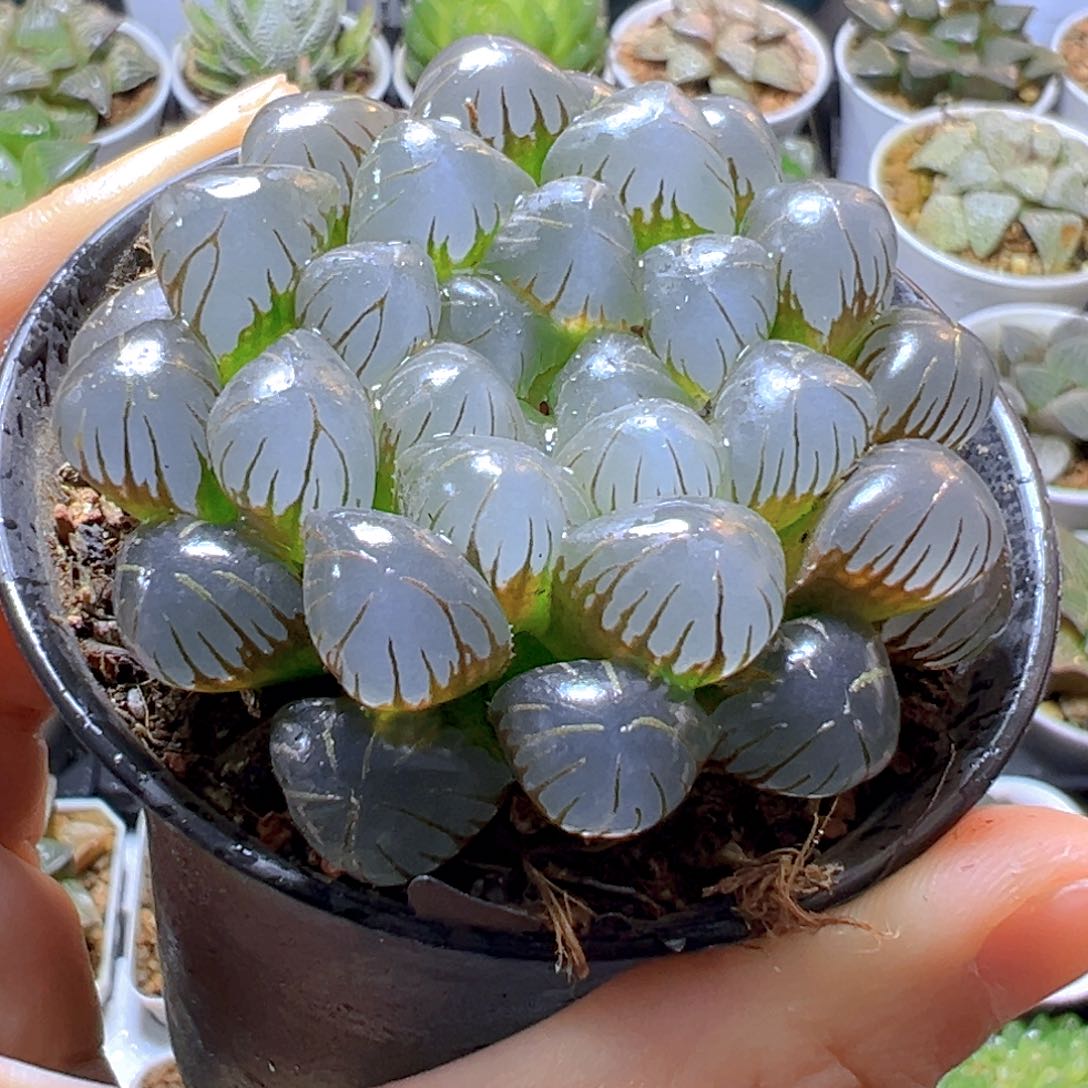 万象盆冰灯玉露多肉