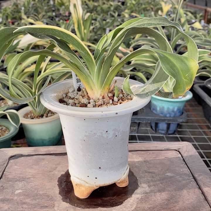 无花朵xjxjxjjxxjjxjxjxjjxjx