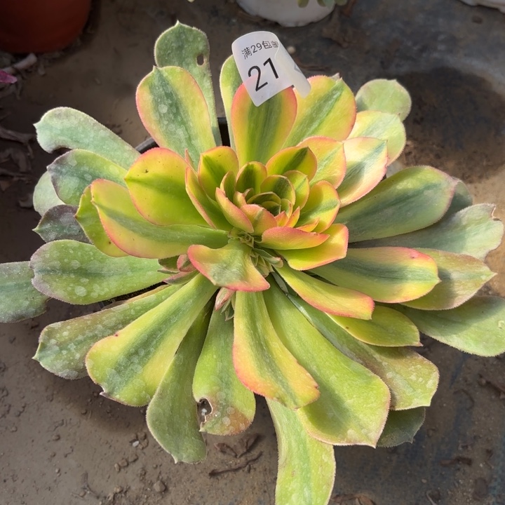 雅典娜锦多肉2117