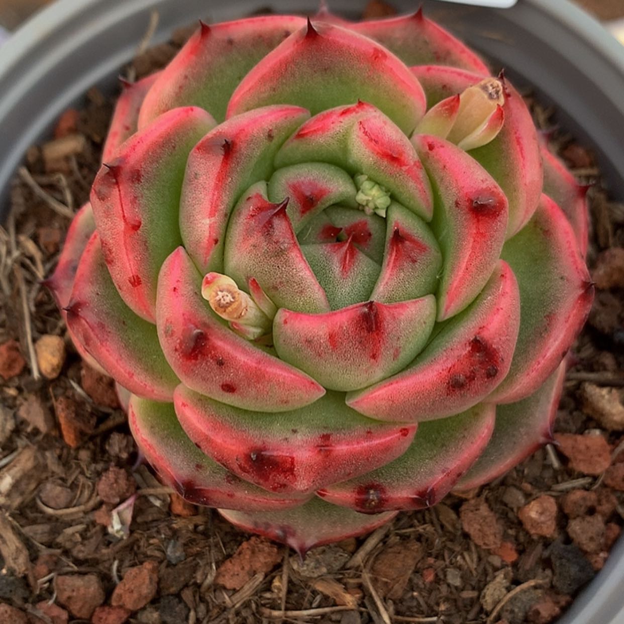 【闪购商品】云1467