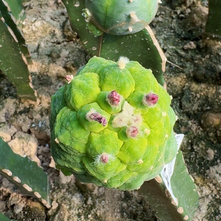 2243黑肌大皱尤仙