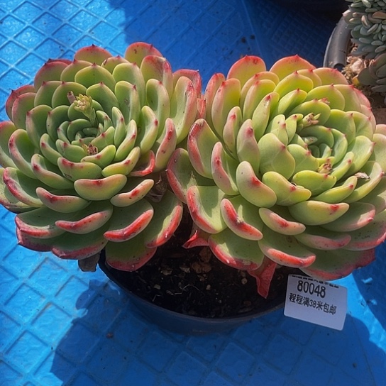 微****十里桃花80048多肉