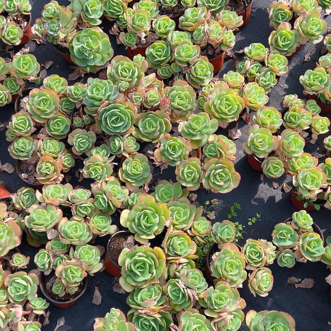 碧桃多肉，满18包邮