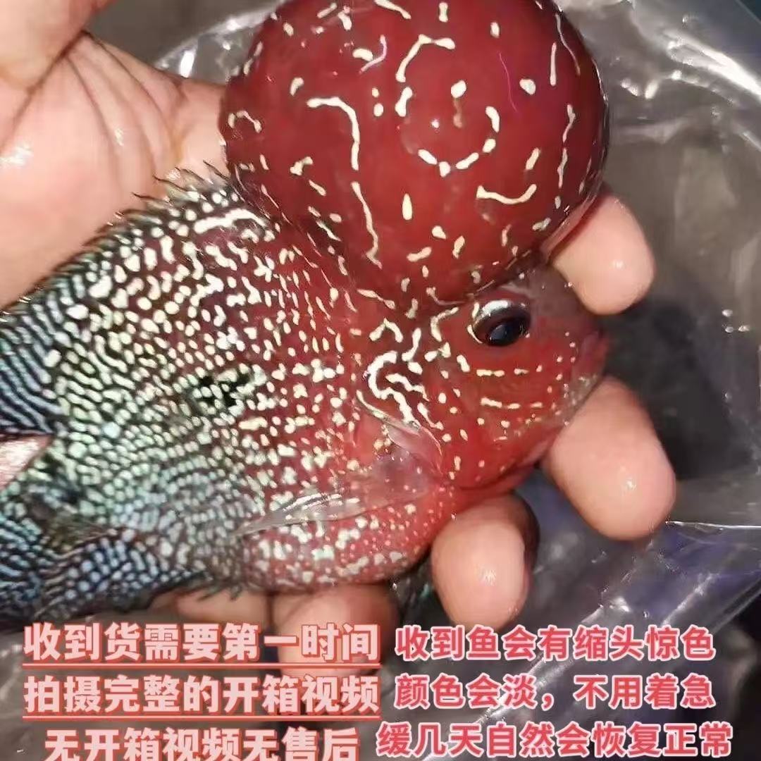 直播间罗汉鱼专拍链接3号