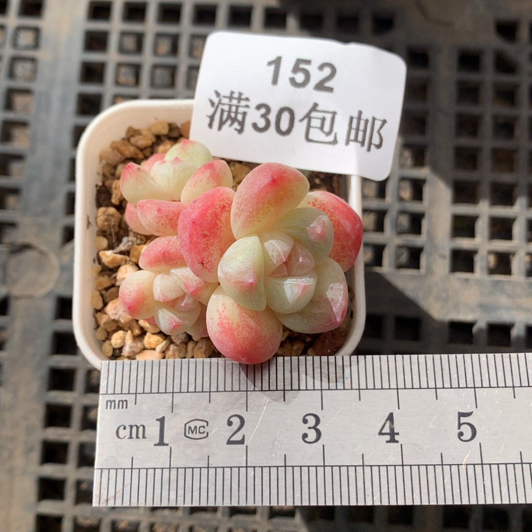 152。mini小脸糖心冰玉三头。