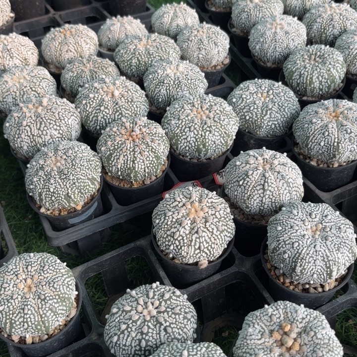 （兜实生海星带盆发