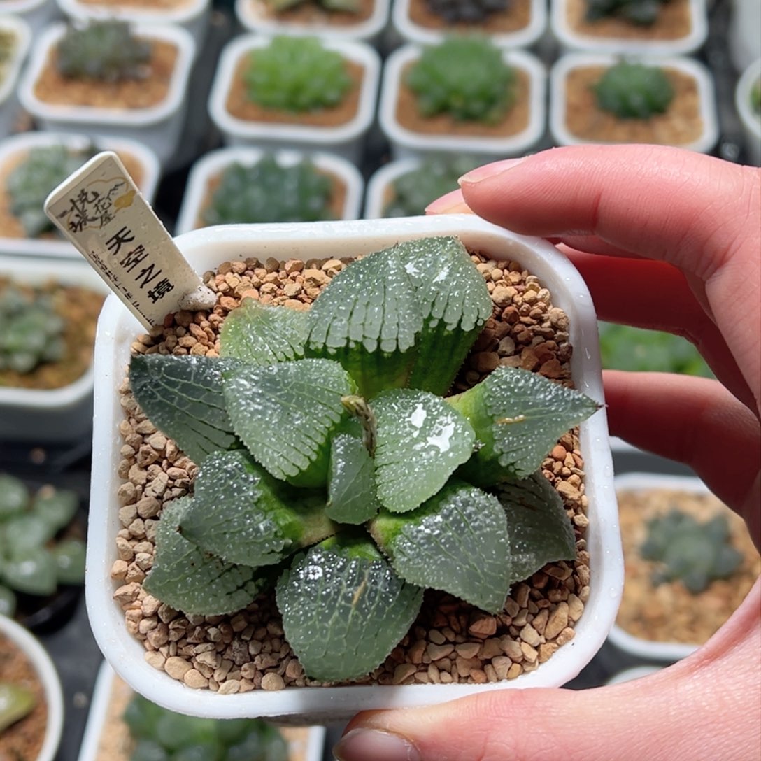 天空之境玉露多肉植物