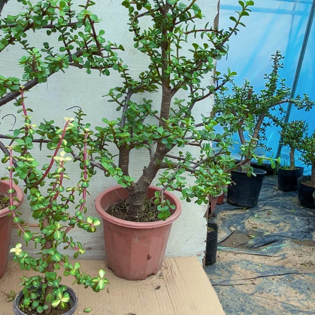 锦**兴老桩金枝玉叶一物一拍