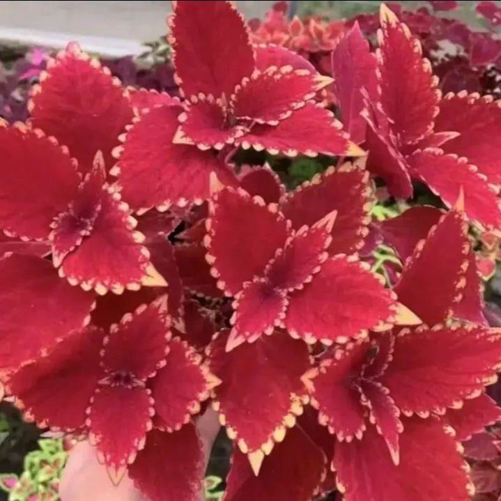 彩叶草金边盆栽四季观叶阳台庭院耐寒耐热室外好养红色花卉专属