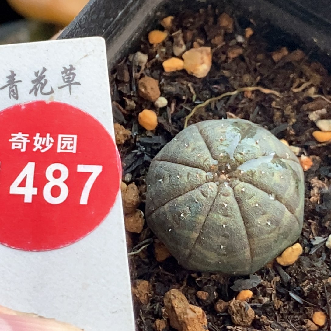 实生欧系布纹球杂交2.1cm