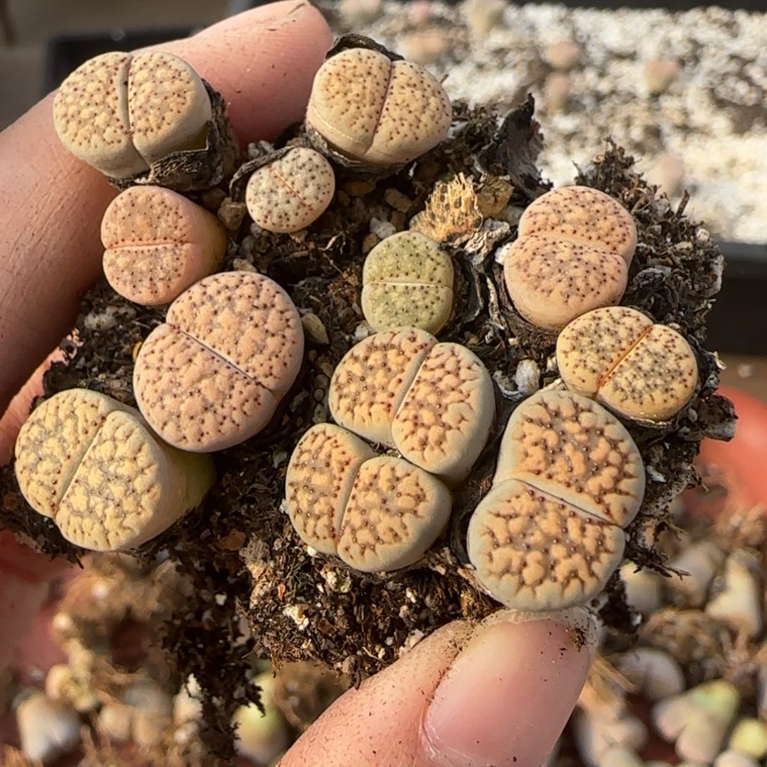 12.9爱萌多肉母本120朝贡福利8064