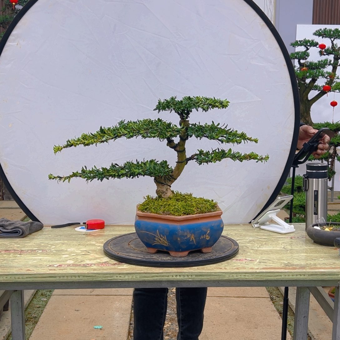 盆景红芽菊花珍珠罗汉松