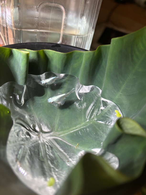 观背青鳉干支球体冷水鱼小型观赏鱼包邮新手养鱼好养活