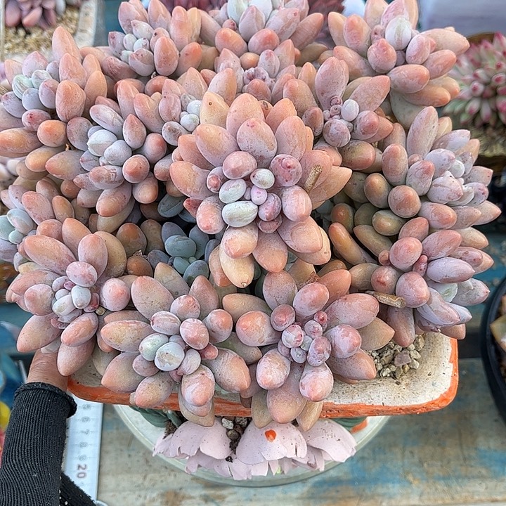 多肉植物一物一拍