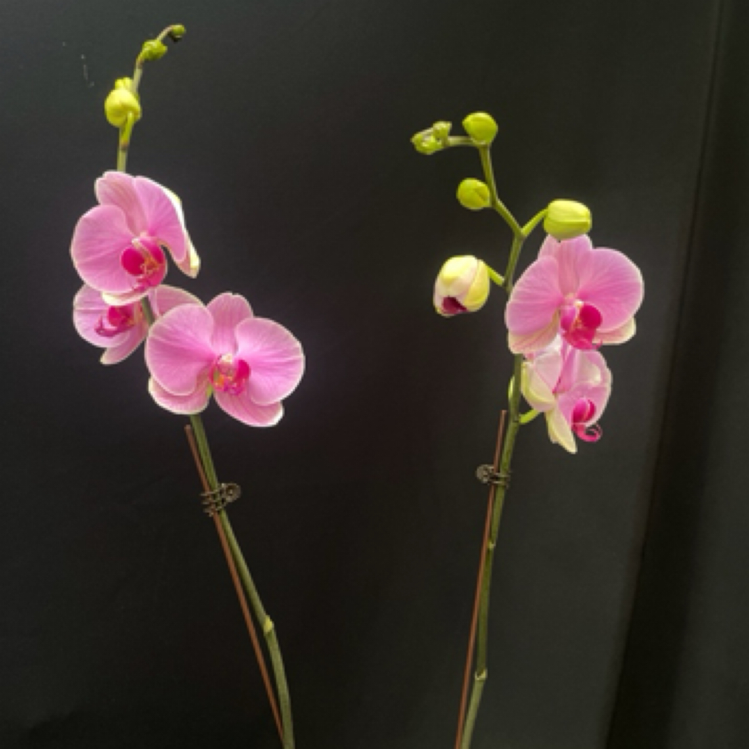 【大紫蝶】3寸双梗粉色系蝴蝶兰好养易活客厅办公室装饰花卉