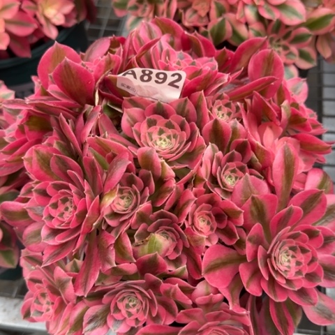 892女巫22厘米左右