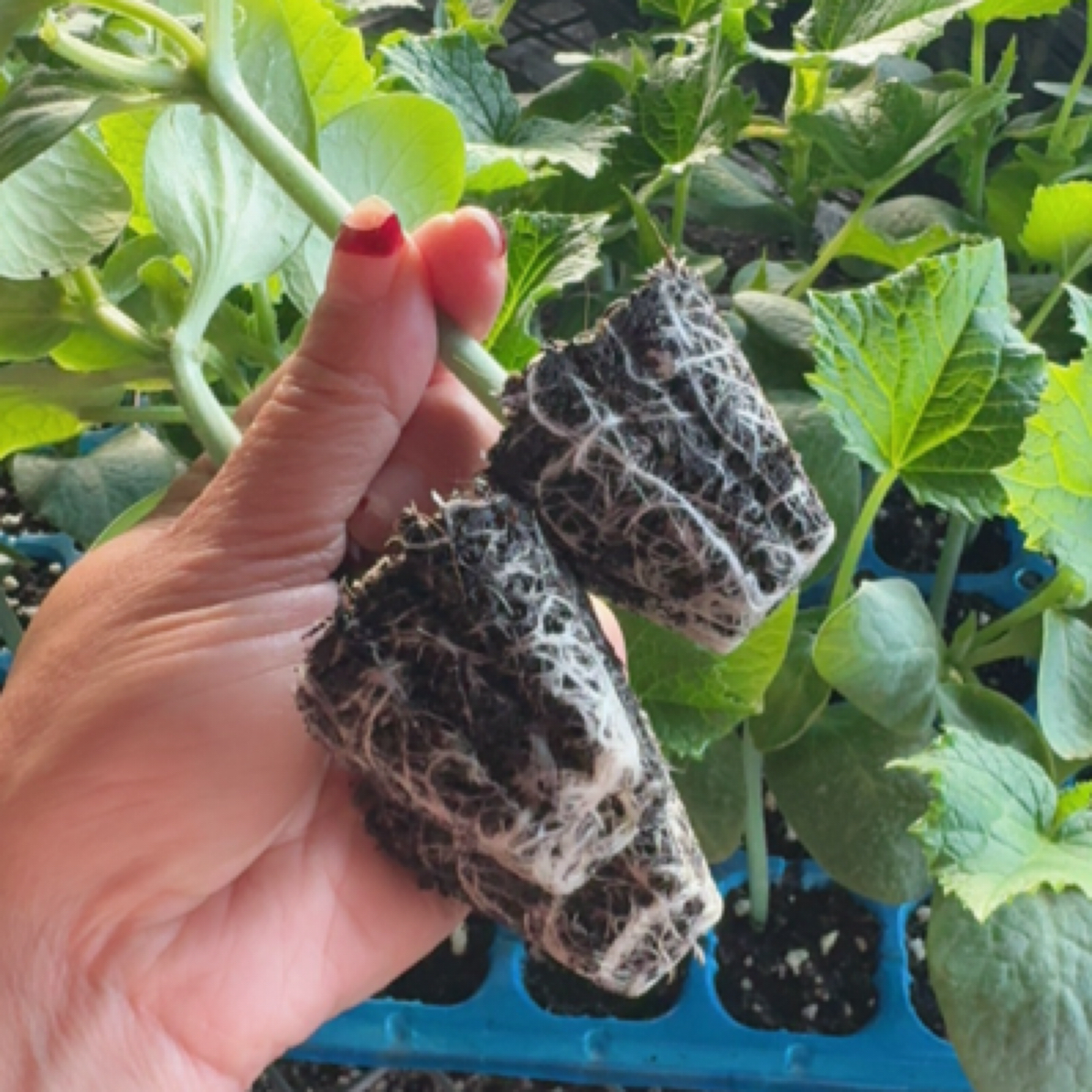 农圣博金德瑞特博新985种苗