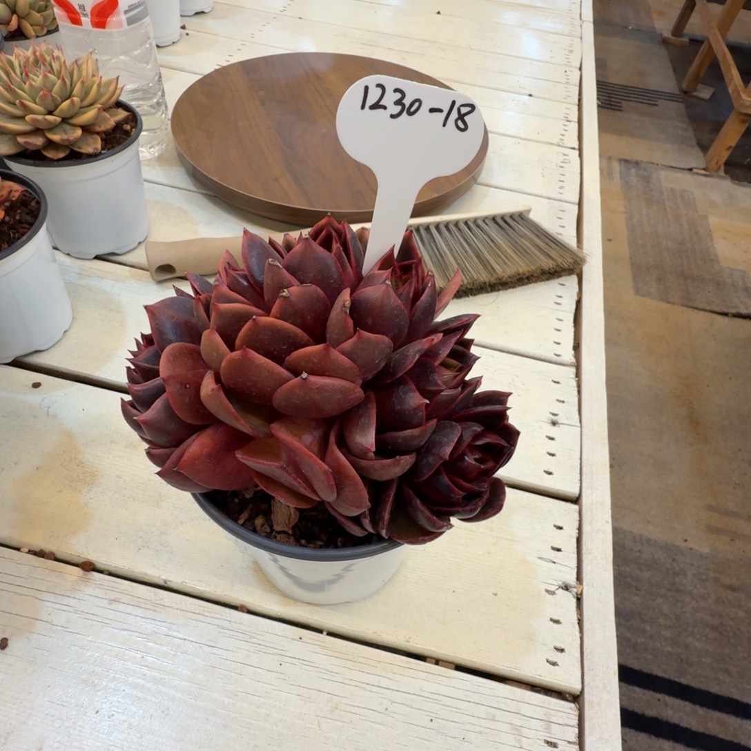 爱***逗1230-18红朵朵一颗