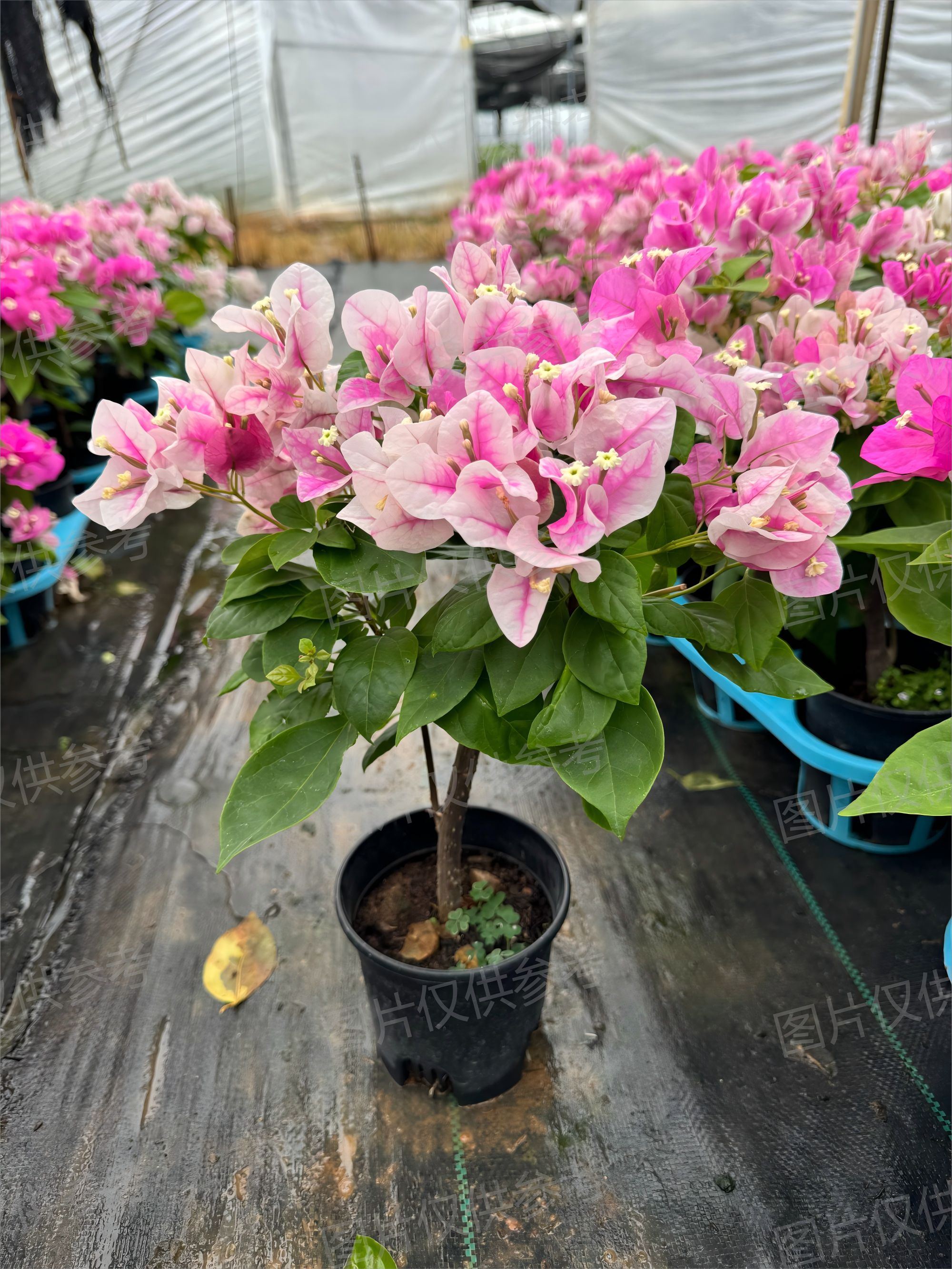 漳红樱三角梅基地直发原盆阳台爬藤垂吊庭院网红爆款四季勤花爆花