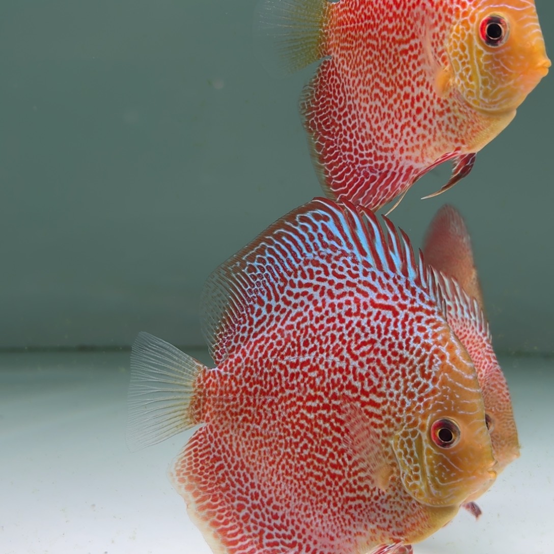 海水十八栋超细点蜘蛛侠