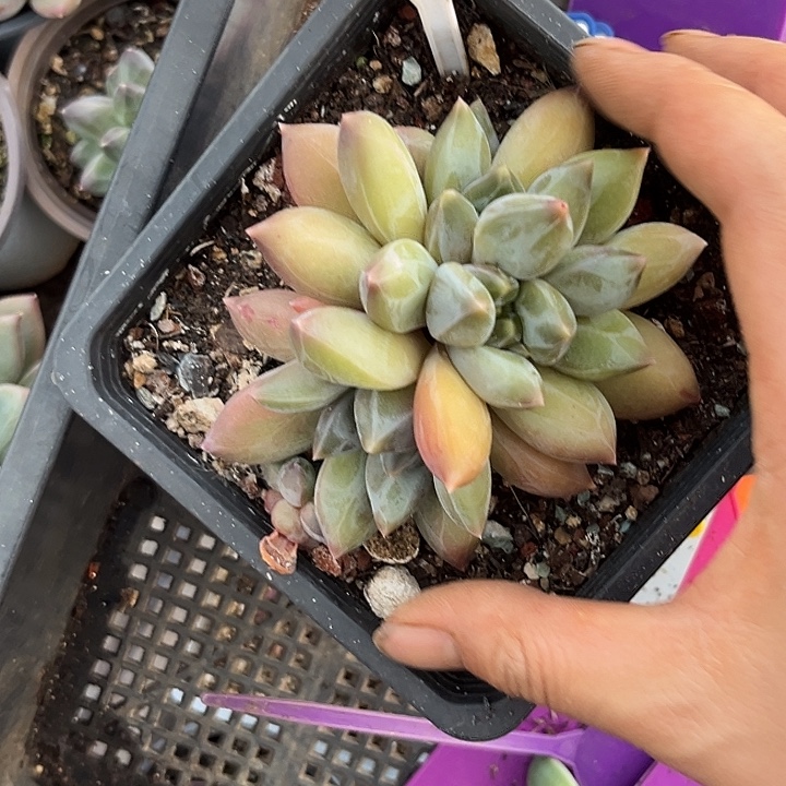 多肉植物重楼群655