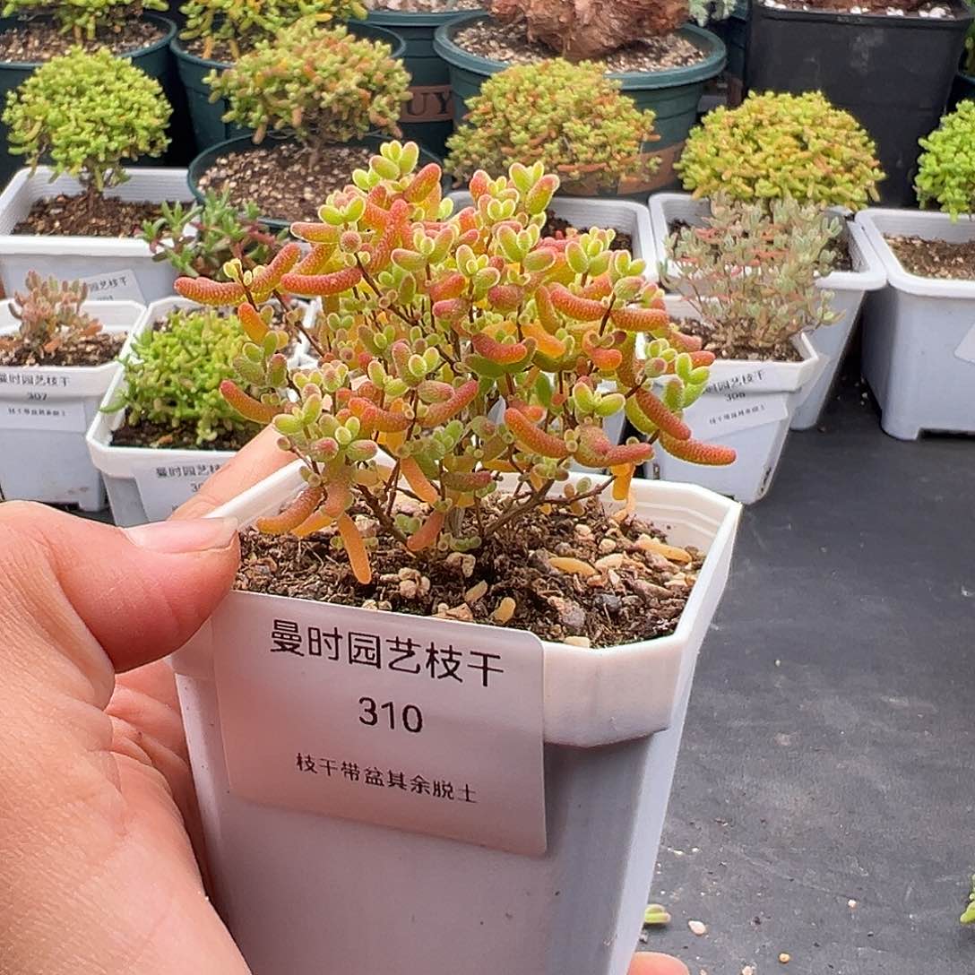 310号密橘糖球11.23多肉