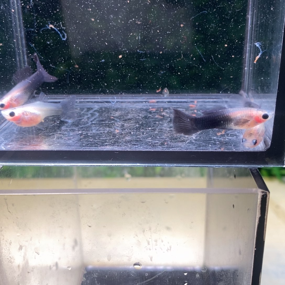 孔雀鱼蓝礼服玻璃猫两对