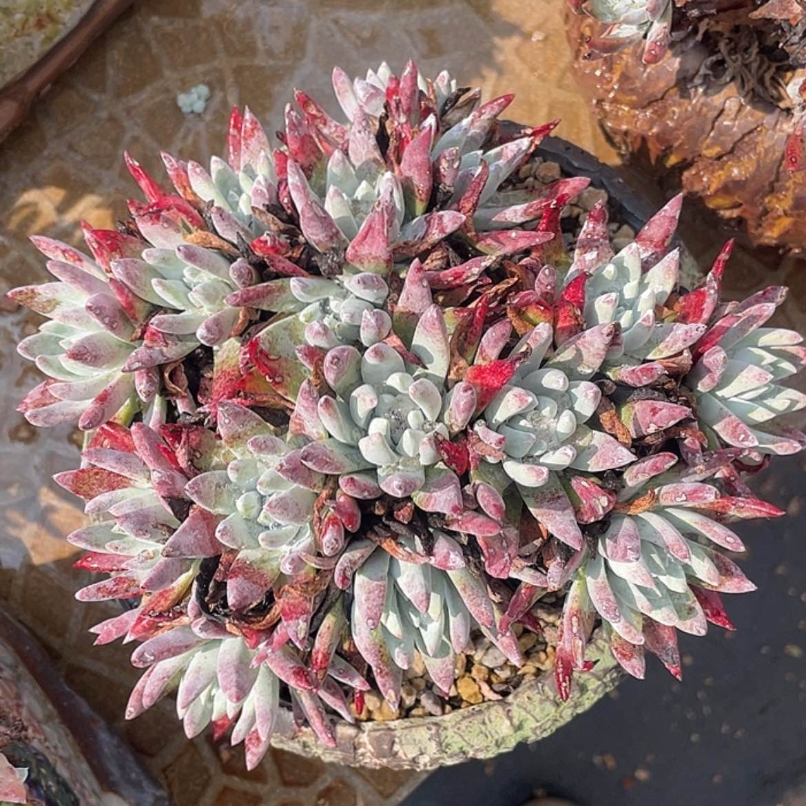 【闪购商品】白姆老庄