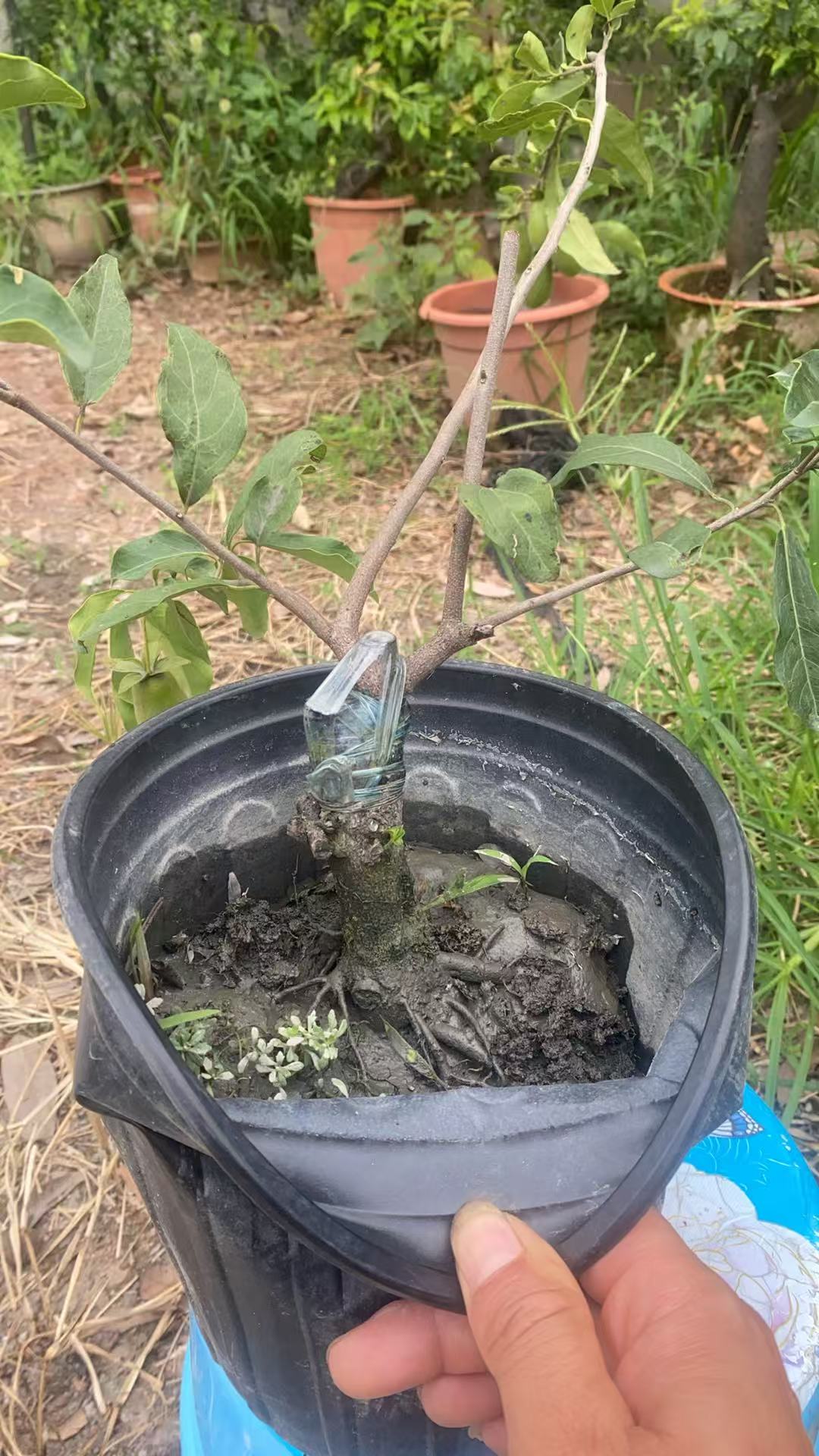 灌木金弹子小品盆景一物一拍以直播间为主