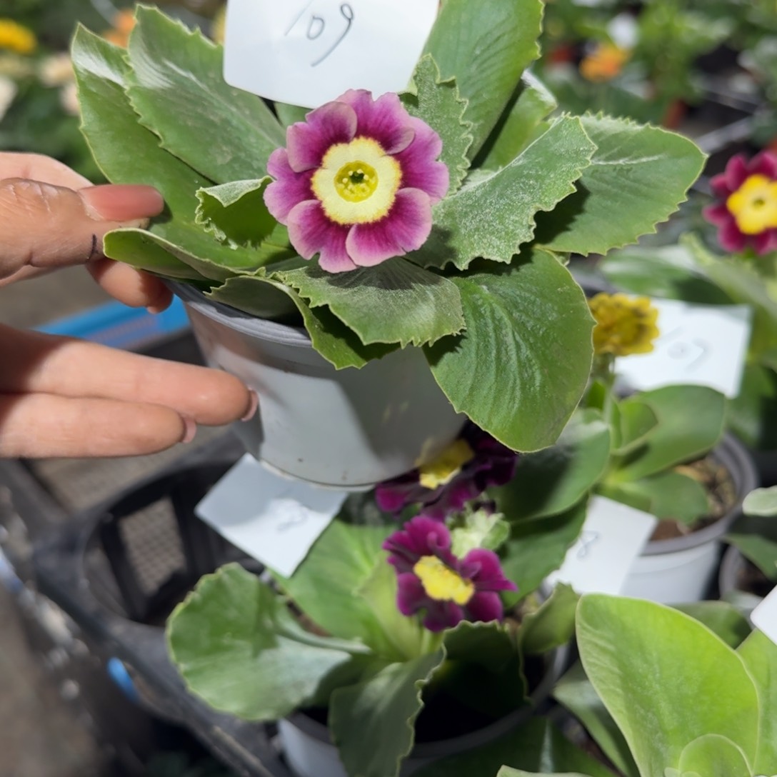 耳叶报春109， ， ，