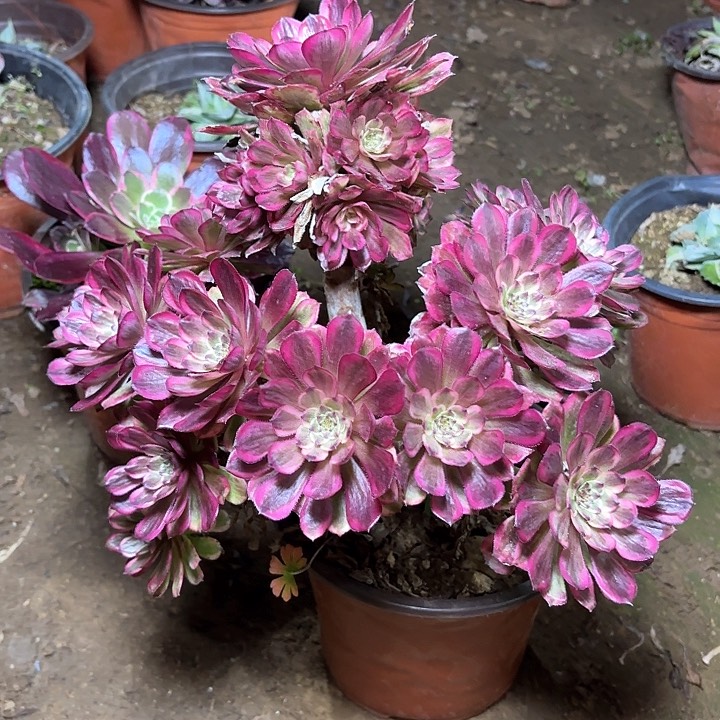 多肉植物法师烟花29