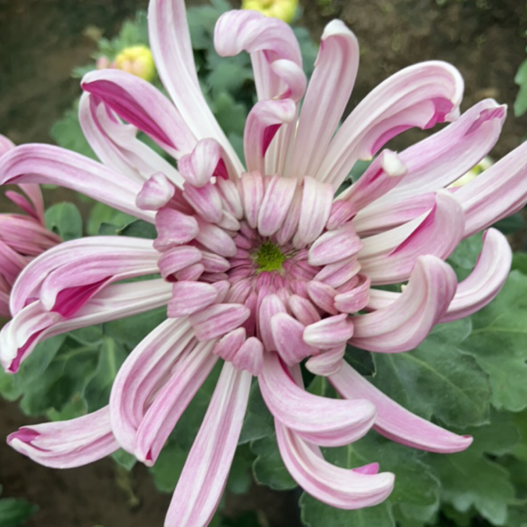 【紫国华】菊花盆栽带花苞多年生耐热耐爆花阳台庭院种植