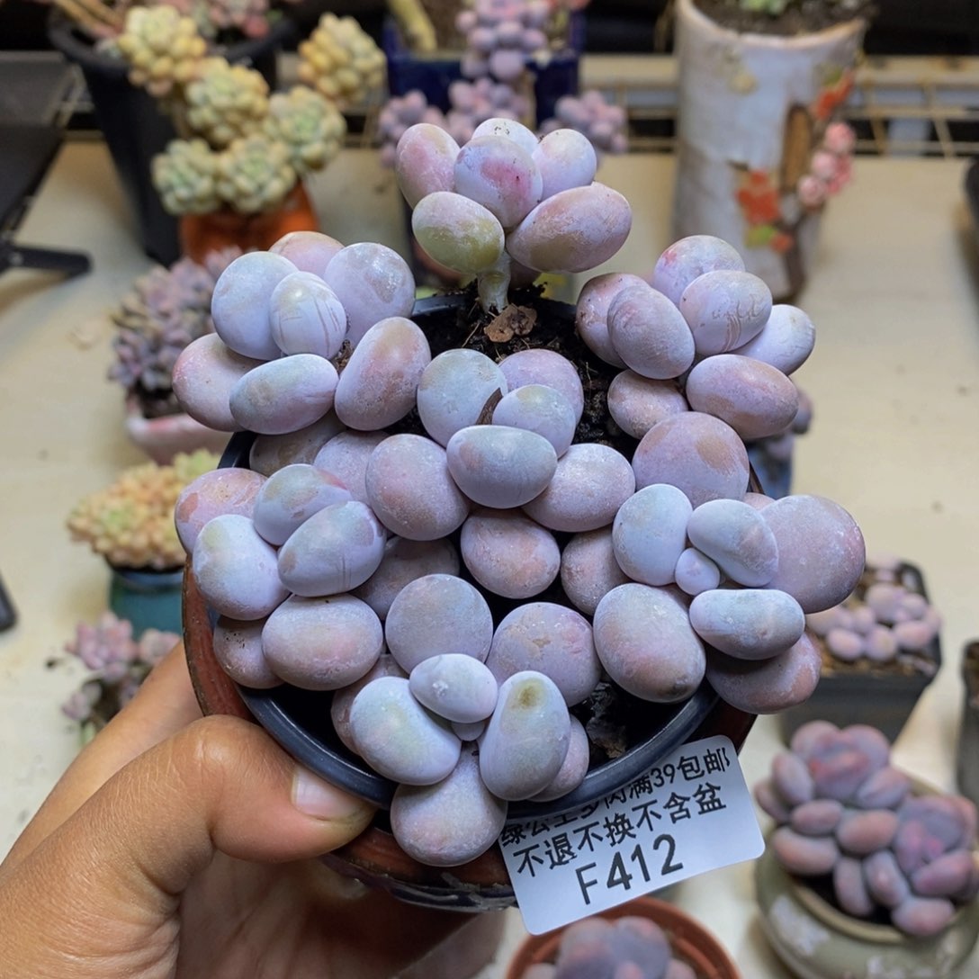 412芭比奶多肉san