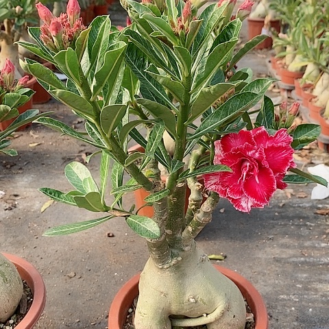 【闪购商品】无花朵陌**开