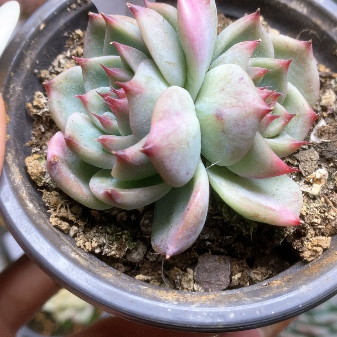 028锦锦锦锦锦锦锦
