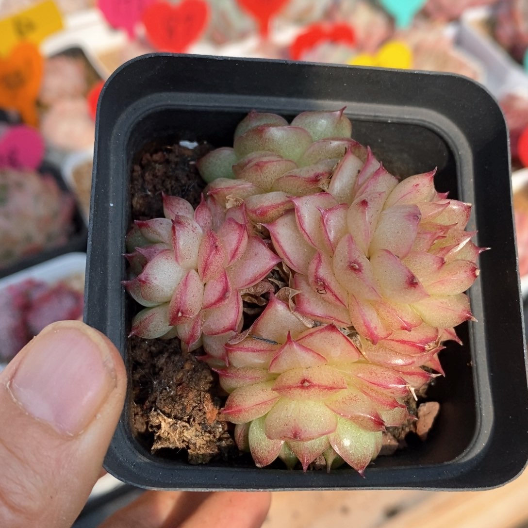 精品多肉一物一拍不包整90