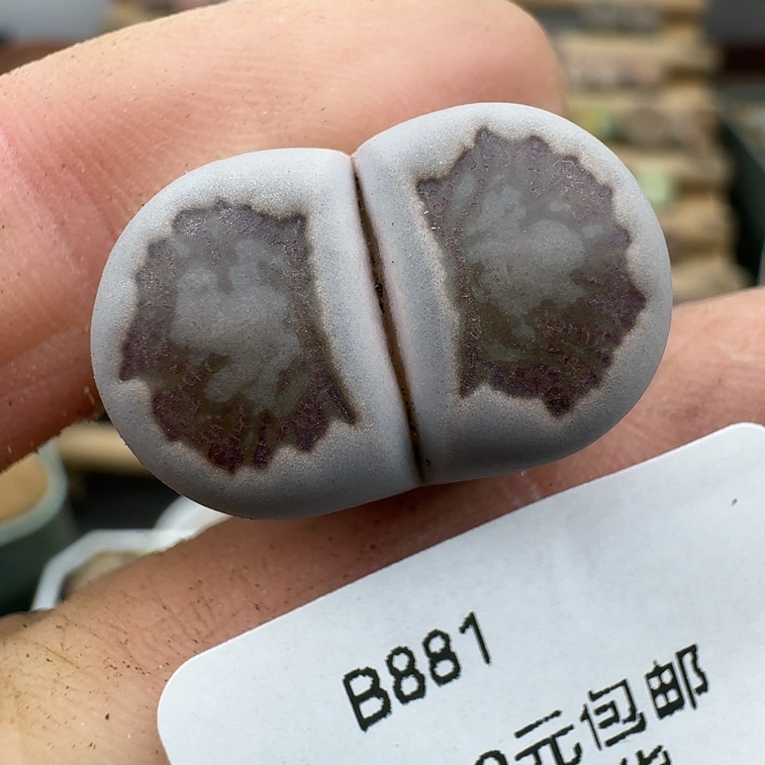 881多肉哈哈哈哈哈哈哈