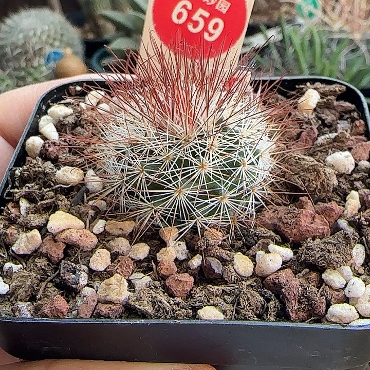 实生狂刺马库斯2.9cm