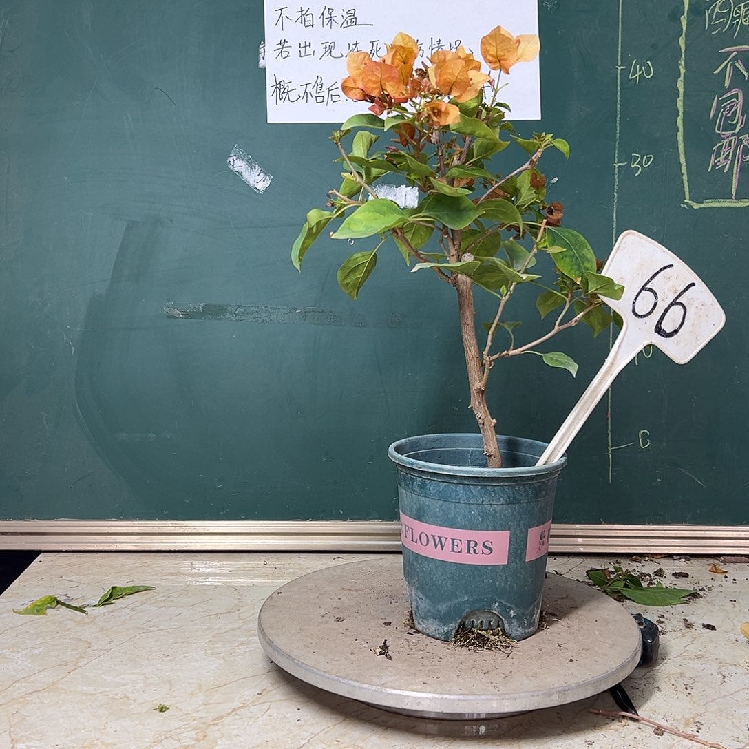 完全开放    落日  66