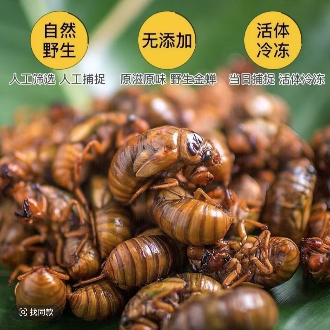 【顺丰】新鲜金蝉知了猴速冻现抓爬叉猴蝉蛹冷链包邮