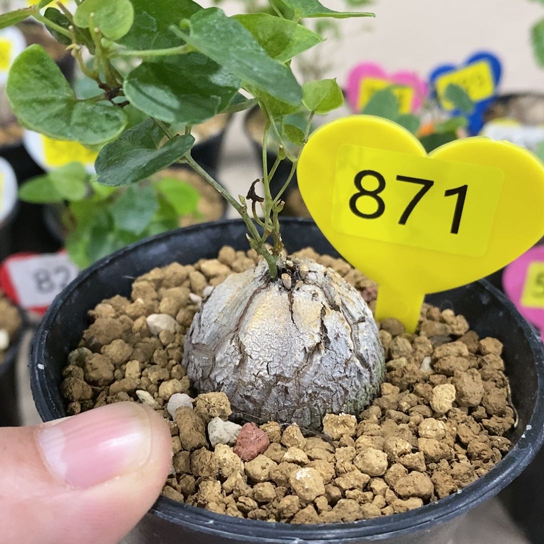 南非龟甲龙龟甲龙