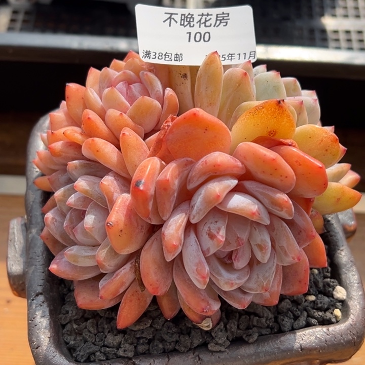 张张精品多肉甄选100