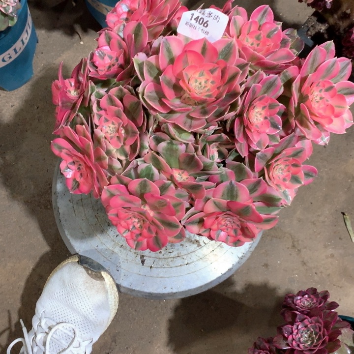 1406份女巫多肉植物