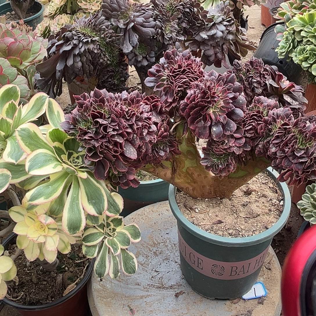 2美杜莎缀化法师多肉植物