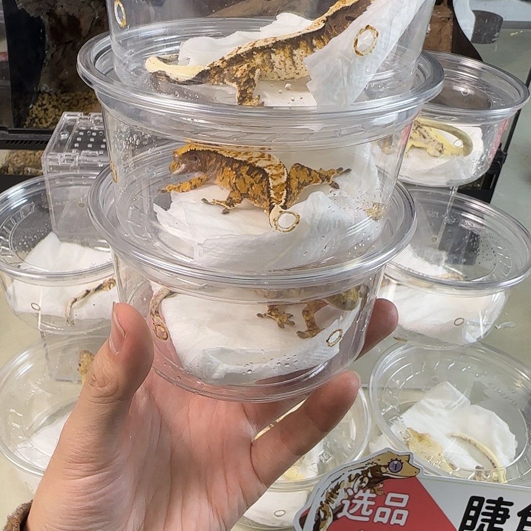 睫角守宫奶油三选一